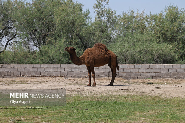 شترهای سرگردان معضلی قدیمی با تبعاتی مرگبار؛ لزوم پلاک کوبی شترها