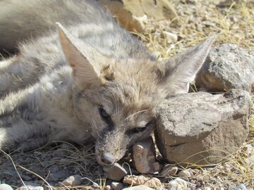 آذریار: روباه آسیب‌دیده در چالدران نجات یافت