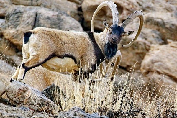 حفاظت از گونههای جانوری «کوه بیرمی»/ جمعیت وحوش افزایش یافت