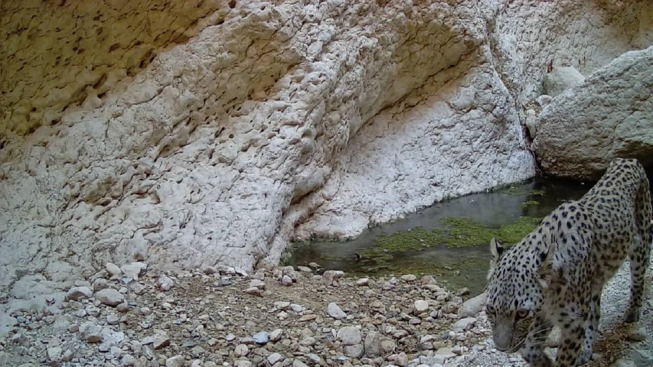 حفاظت از گونههای جانوری «کوه بیرمی»/ جمعیت وحوش افزایش یافت