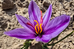 Harvesting saffron in northeast Iran