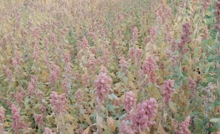 برداشت موفق «کینوا» در شهرستان زارچ برداشت موفق «کینوا» در شهرستان زارچ