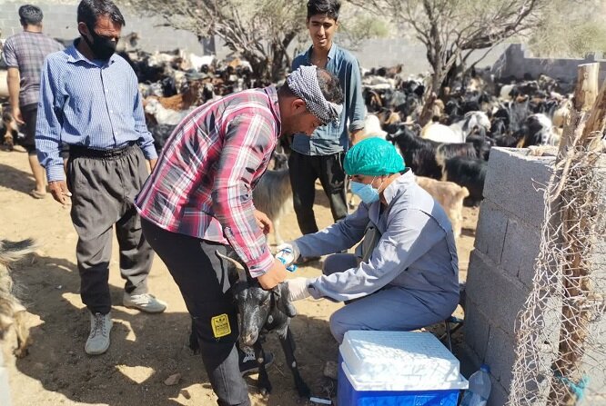 اردوی جهادی دامپزشکی در جنوب استان بوشهر برگزار شد اردوی جهادی دامپزشکی در جنوب استان بوشهر برگزار شد