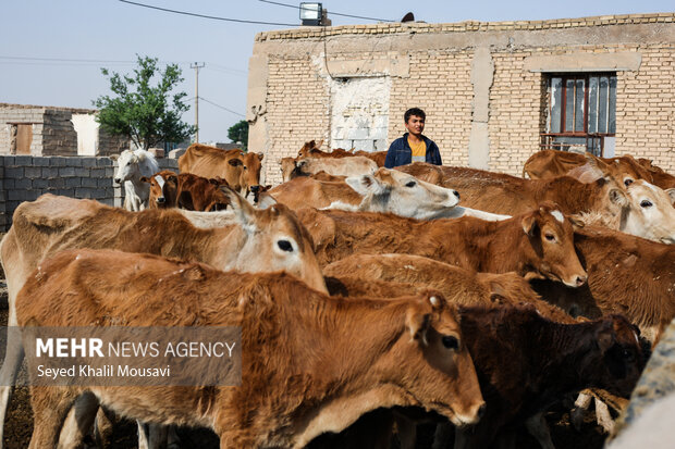 اجرای طرح واکسیناسیون دام‌های سنگین در خوزستان