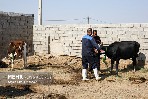 آغاز واکسیناسیون دامها علیه تب برفکی در کرمانشاه آغاز واکسیناسیون دامها علیه تب برفکی در کرمانشاه