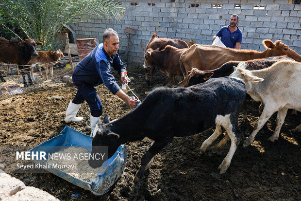 آغاز مرحله دوم واکسیناسیون تب برفکی دامهای سبک و سنگین در کاشان