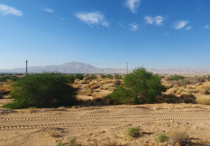 طرح نهال‌کاری در ۵۵۰ هکتار از مراتع دژگاه فراشبند اجرا شد