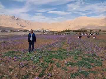 افزایش ۱۰ درصدی برداشت طلای سرخ در شهرستان فارسان