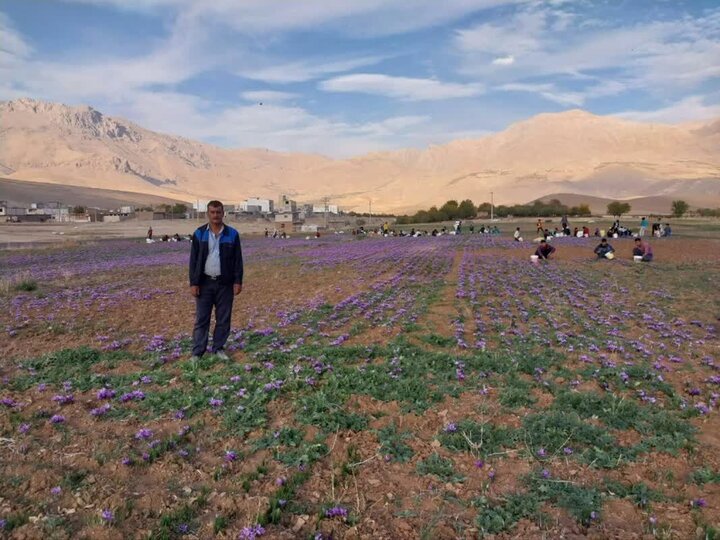 افزایش ۱۰ درصدی برداشت طلای سرخ در شهرستان فارسان