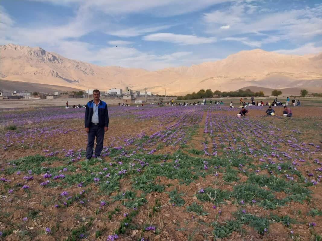 زعفران چهارمحال و بختیاری محصولی با کیفیت جهانی