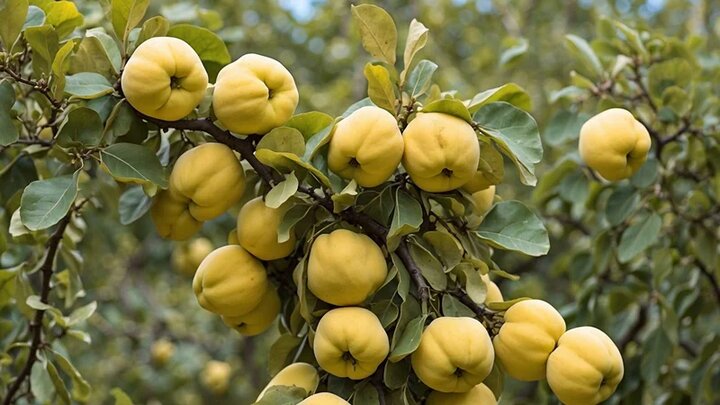 بیش از ۸۸ درصد باغات چهارمحال و بختیاری مجهز به سامانههای نوین هستند