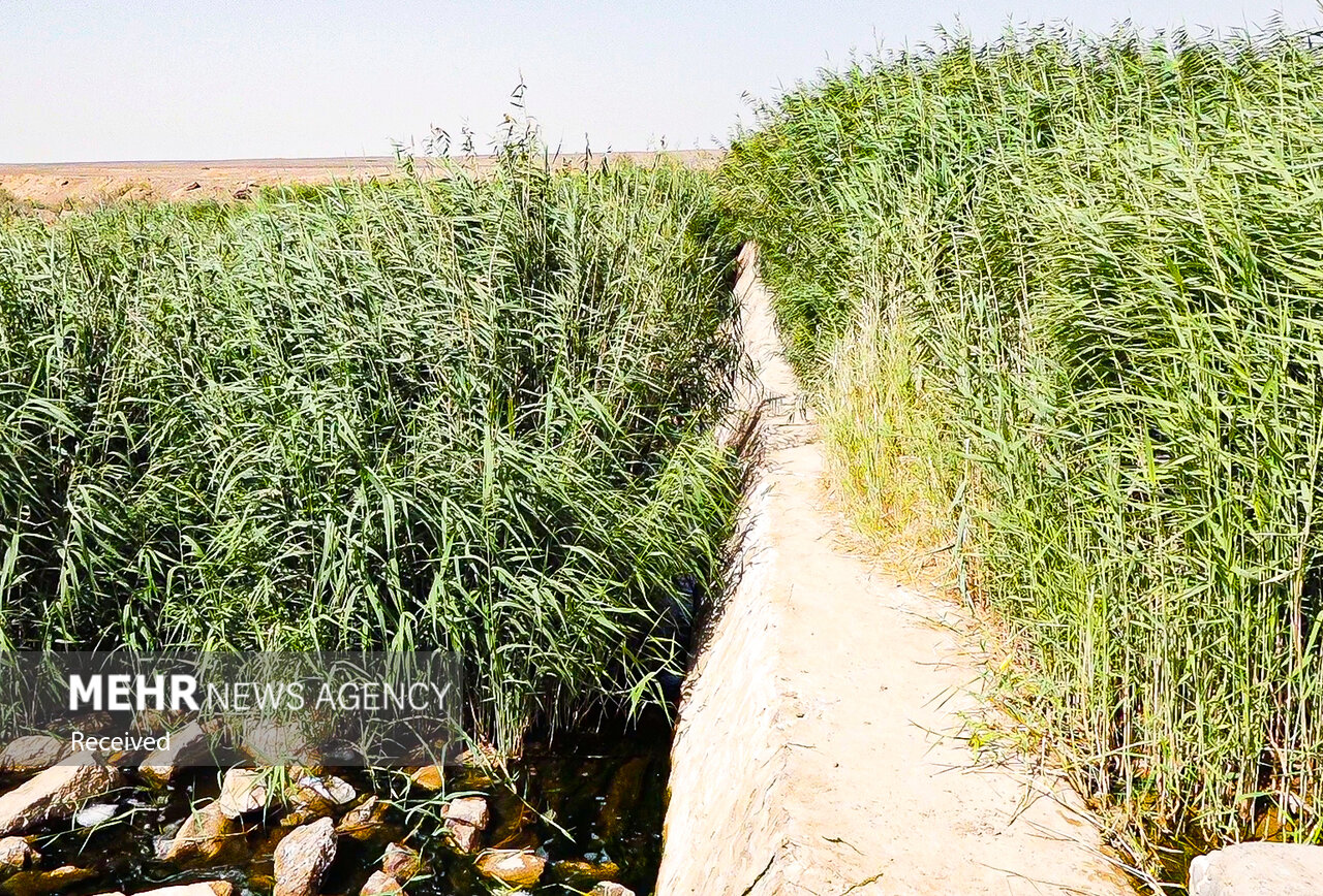 مرگ تدریجی تالاب «مره»؛ بهشت پرندگان مهاجر قم در خطر نابودی