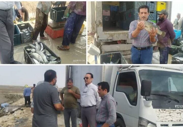 ۱۵۰ تن ماهی «سی باس» از استخرهای استان بوشهر برداشت شد ۱۵۰ تن ماهی «سی باس» از استخرهای استان بوشهر برداشت شد