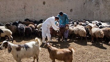 فاز یازدهم طرح واکسیناسیون طیور بومی بر علیه بیماری نیوکاسل در ایلام آغاز شد