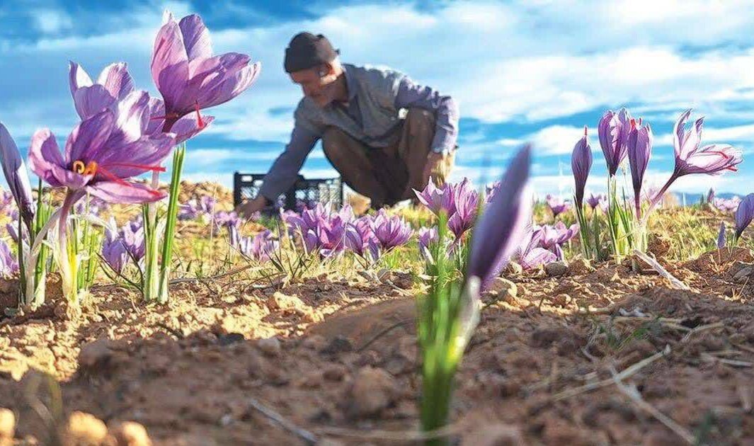 زعفران،برداشت،شهرستان،زارعي،ادامه،نگين