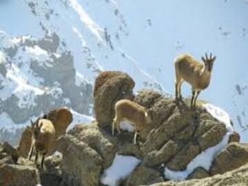 سرشماری زمستانه پستانداران در کردستان آغاز شد