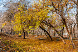 Autumn in Mashhad's Vakil Abad Garden Park