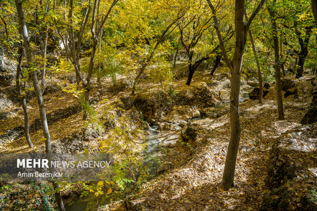 پاییز، لابلای درختان گردوی روستای دشتک