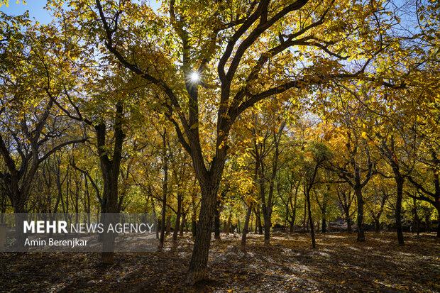 پاییز، لابلای درختان گردوی روستای دشتک