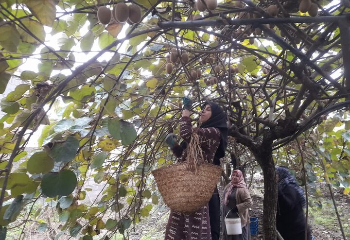 ۳۰ درصد کیوی از باغات رودسر برداشت شد