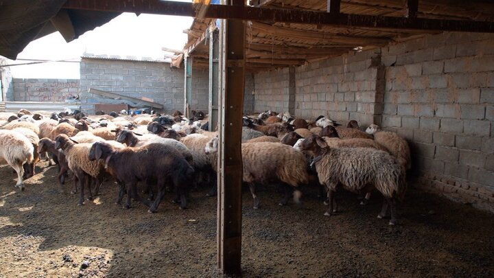 دامداران کرمانشاهی ورود و خروج دامها را کنترل کنند