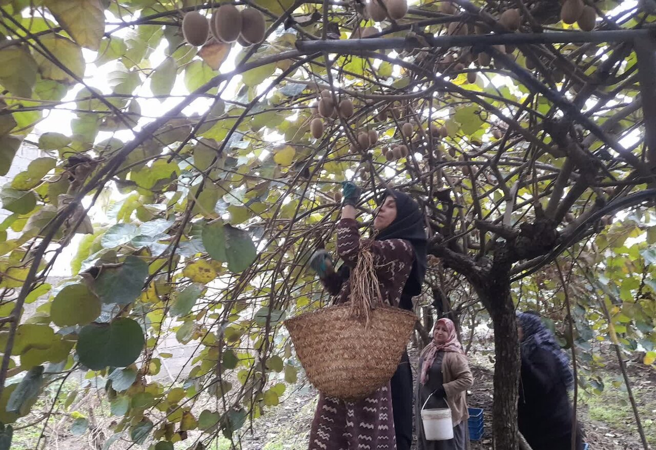 محمدی: صادرات کیوی گیلان از هفته آینده آغاز می شود محمدی: صادرات کیوی گیلان از هفته آینده آغاز می شود