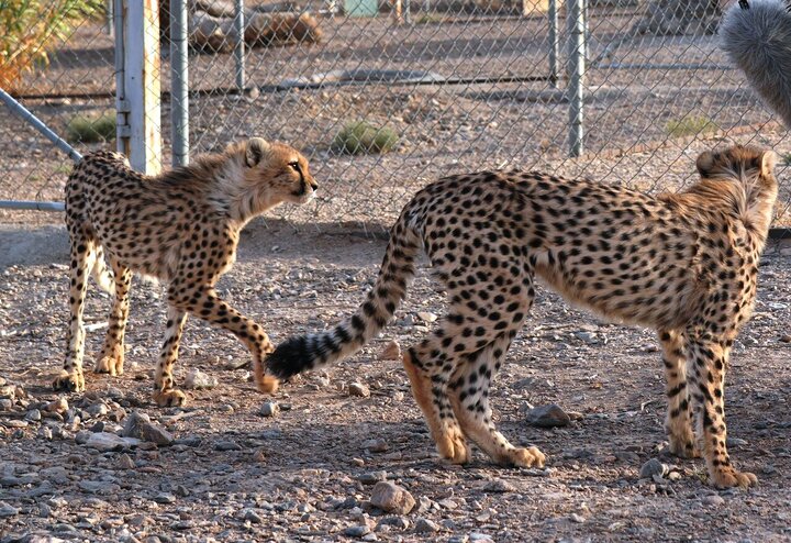 بهبود نسبی حال توران یوزپلنگ آسیایی شاهرود