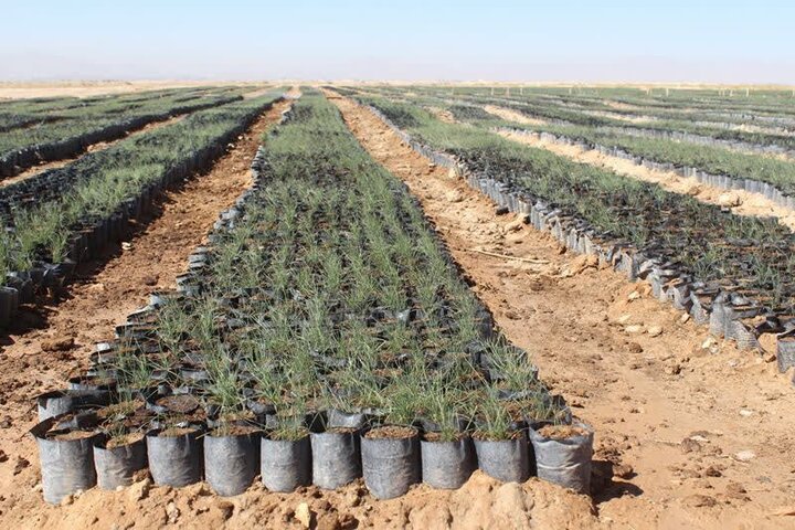 وجود ۲۰۲ نهالستان در کشور؛ ۵۰۰ میلیون اصله نهال تولید شد