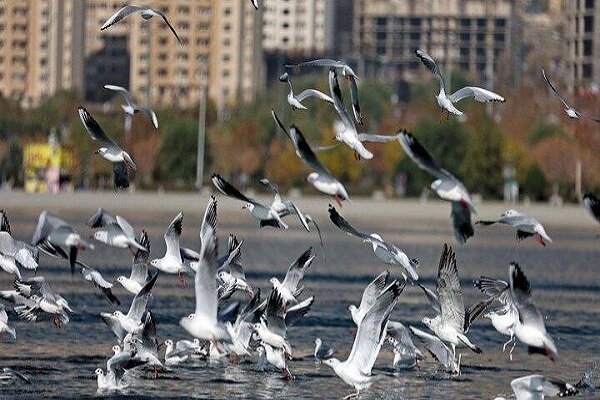 اولین گروه از مرغان دریایی سیبری به دریاچه شهدای خلیج فارس آمدند