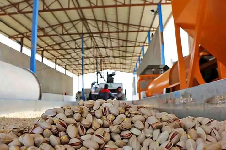 طلای سبز رفسنجان در محاصره خشکسالی و تغییرات اقلیمی