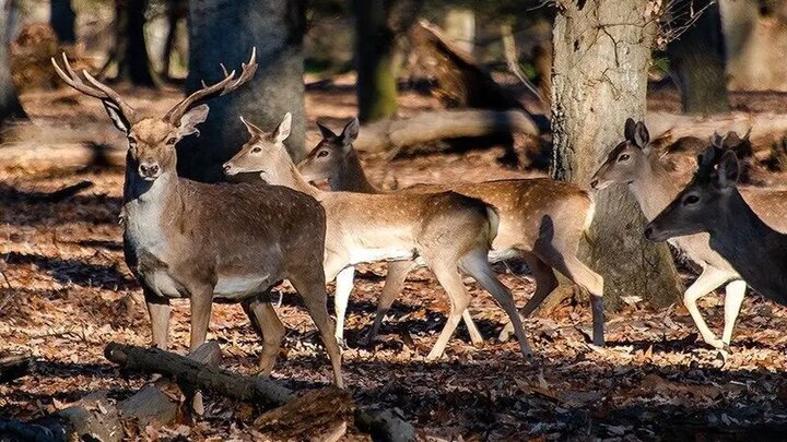 آغاز اجرای پروژه تأمین آب برای زیستگاههای حیاتوحش