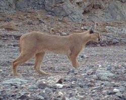 تصویر گونه کمیاب گربه «کاراکال» در عباس آباد نائین ثبت شد؛ نیاز به دوربین‌گذاری گسترده