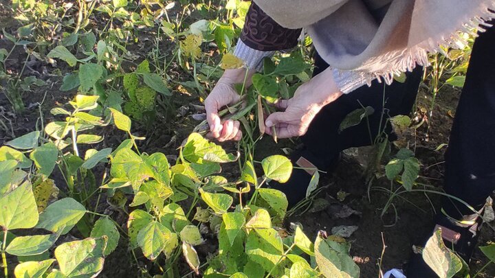 تصاویری از برداشت باقلا در روستای پرکاپشت یاورزاده