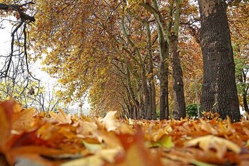 برپایی گذر سمفونی پاییز در بوستان فدک تهران