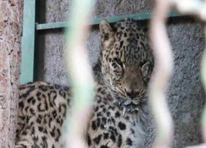 Gilan’da nesli tehlike altındaki İran Leoparı görüntülendi Gilan’da nesli tehlike altındaki İran Leoparı görüntülendi