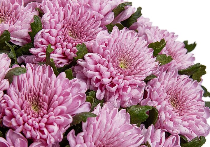 جشنواره هزار رنگ گلهای داودی در محلات