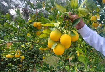 برداشت بیش از ۱.۴ میلیون تن مرکبات از باغات فارس