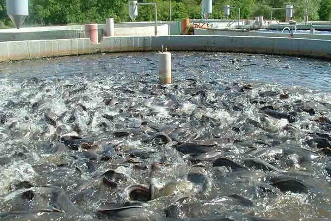 بوشهر سرزمین طلایی برای کشاورزی؛ لزوم ایجاد شهرکهای شیلاتی و گلخانهای