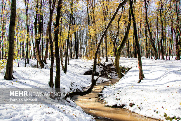جلوههای زیبای درختان برفی روستای بنیز