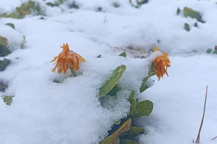 فردا ارتفاعات ایلام سفیدپوش میشود