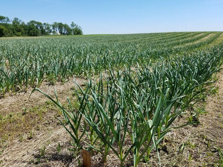کشاورزان قطب سیر ایران در جستجوی آب و امید/ چاههای «تیمورلو» شور شد کشاورزان قطب سیر ایران در جستجوی آب و امید/ چاههای «تیمورلو» شور شد