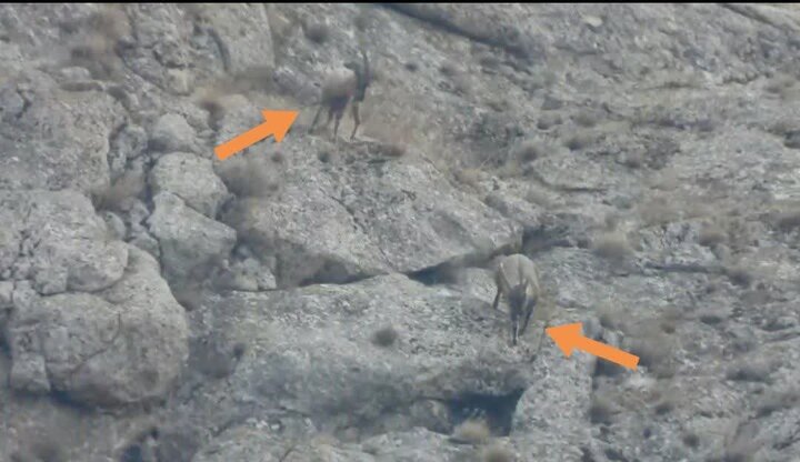 مشاهده گونه کَل و بز برای اولینبار در پناهگاه حیاتوحش «سفیدکوه»