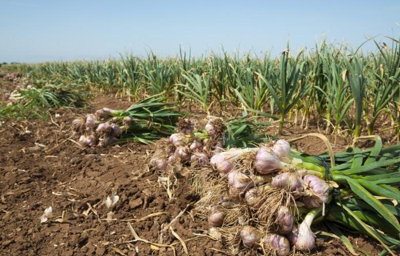 سير،شهرستان،كشت،حاصلخيز،عسگري،زراعي،اقليمي،مزارع