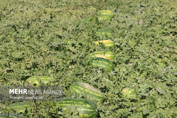 ممنوعیت کشت محصولات آبدوست در بروجرد