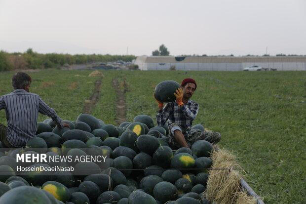 تهدیدات کشاورزی در هرمزگان؛ سرما بلایی جدید بر جان محصولات خارج از فصل