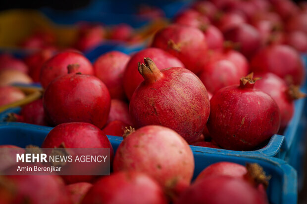 Iran ranks 3rd in pomegranate production in world: official