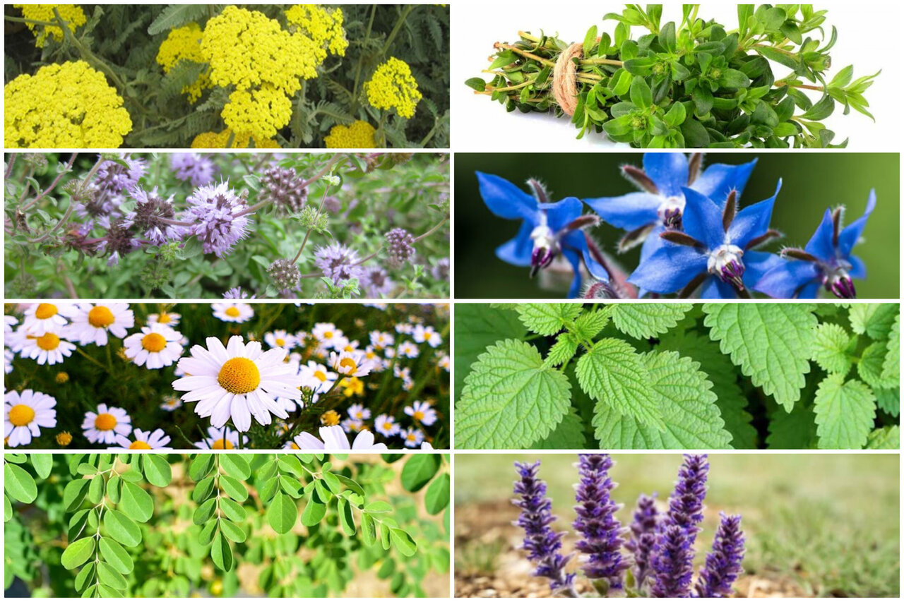 زاگرس در تب خشکسالی