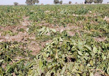 سرمازدگی بیش از ۹ هزار تن محصول کشاورزی در گیلانغرب