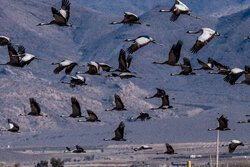 Eye-catching fly of cranes over Bakhtegan Lake