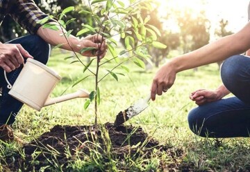 محکومان جرایم غیرعمد استان کرمان به جای تحمل حبس درخت می‌کارند